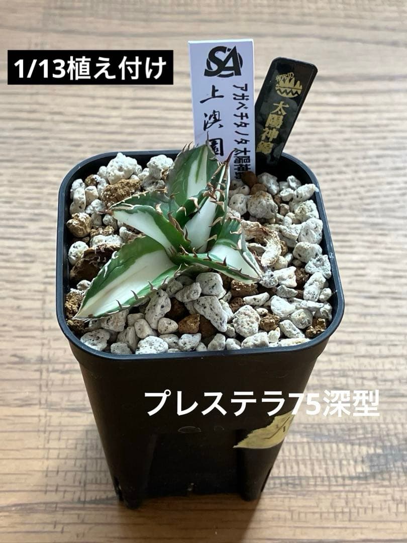 速達【鉢ごと発送】①発根済み　アガべ　チタノタ　太陽神錦　白中斑　TC 永久錦