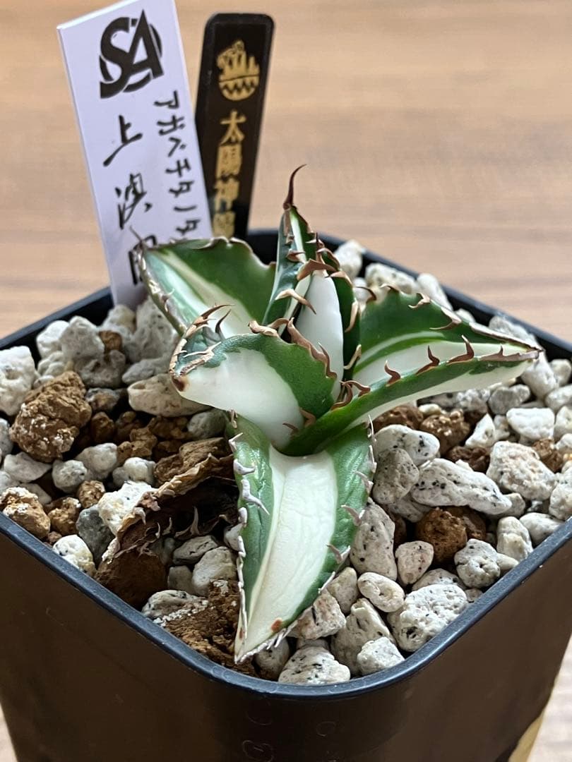 速達【鉢ごと発送】①発根済み　アガべ　チタノタ　太陽神錦　白中斑　TC 永久錦