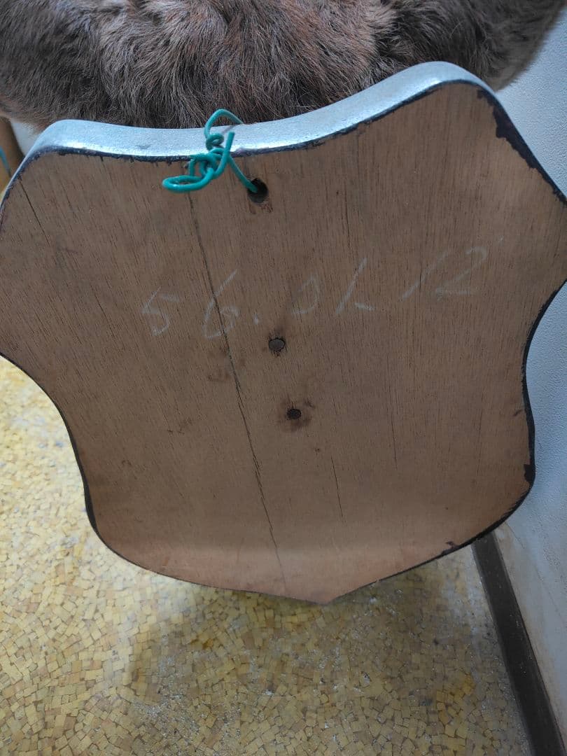 【引取限定】エゾシカ　特大サイズの北海道の蝦夷鹿ハンティングトロフィー