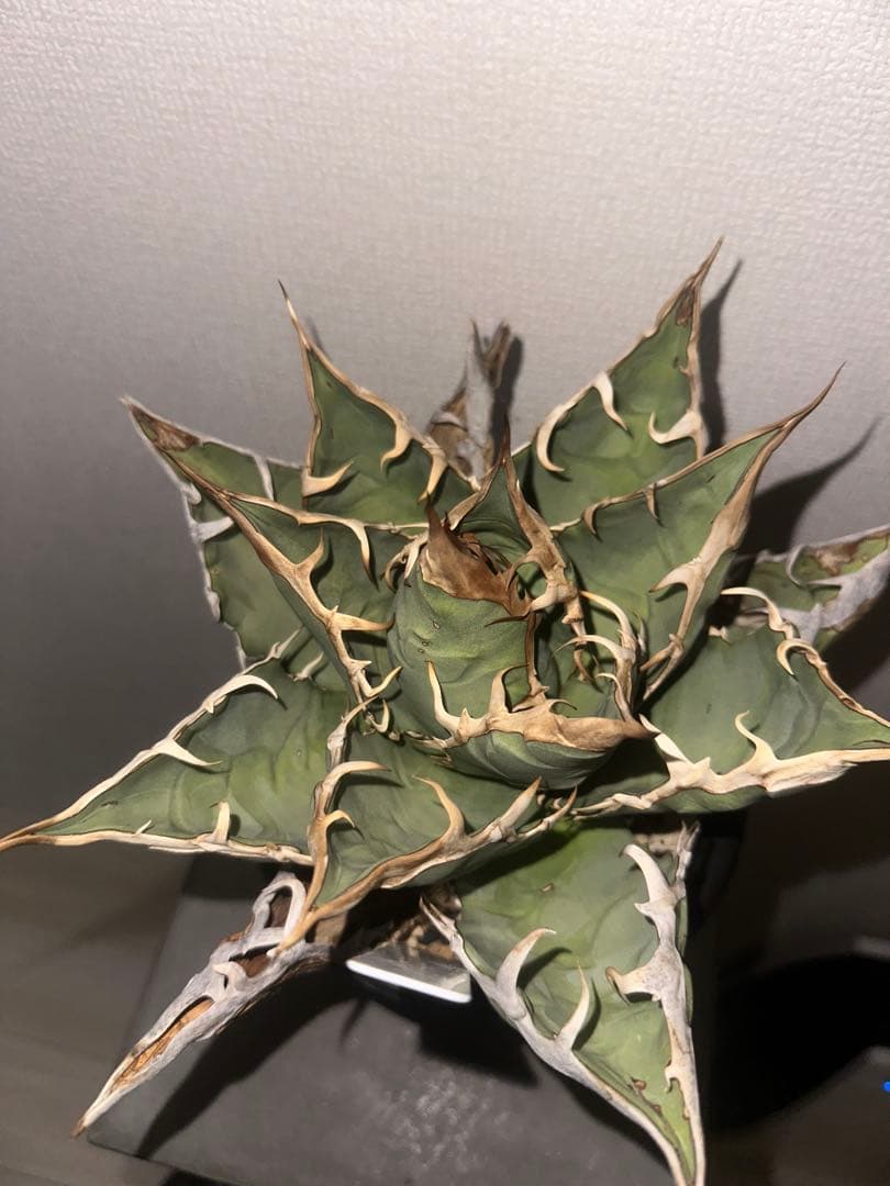 ‼️値下げ‼️アガベ オテロイ オアハカ産 現地株