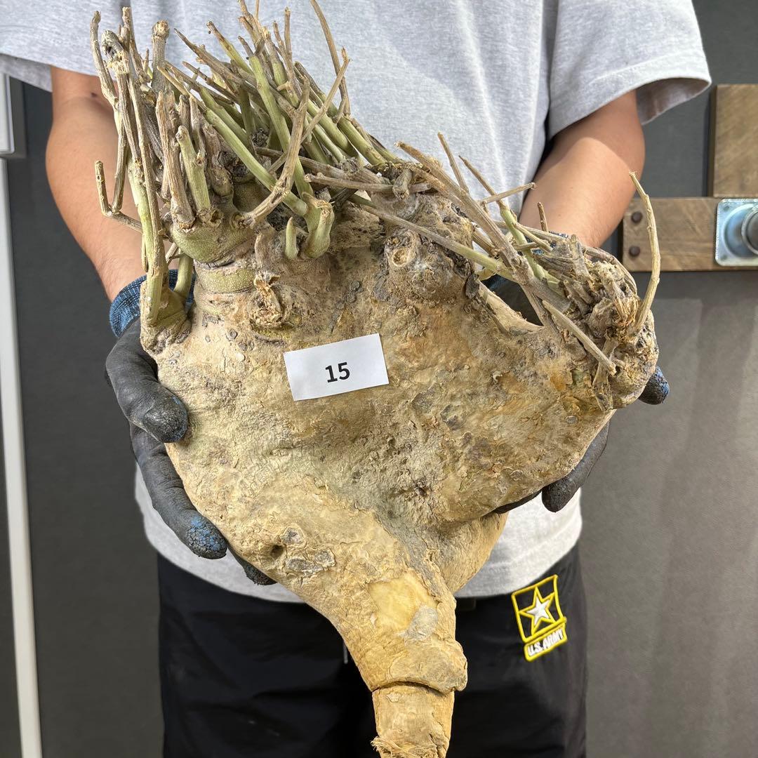 n*k様 15 激レア 超大株 アデニア ペチュエリー 現地球 鮮度抜群