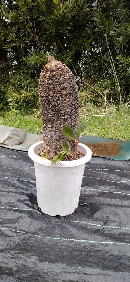 ソテツ 10号プラ鉢付き 高さ73cm程(鉢底から) 最大幹周り18cm程