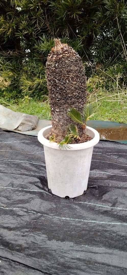 ソテツ 10号プラ鉢付き 高さ73cm程(鉢底から) 最大幹周り18cm程