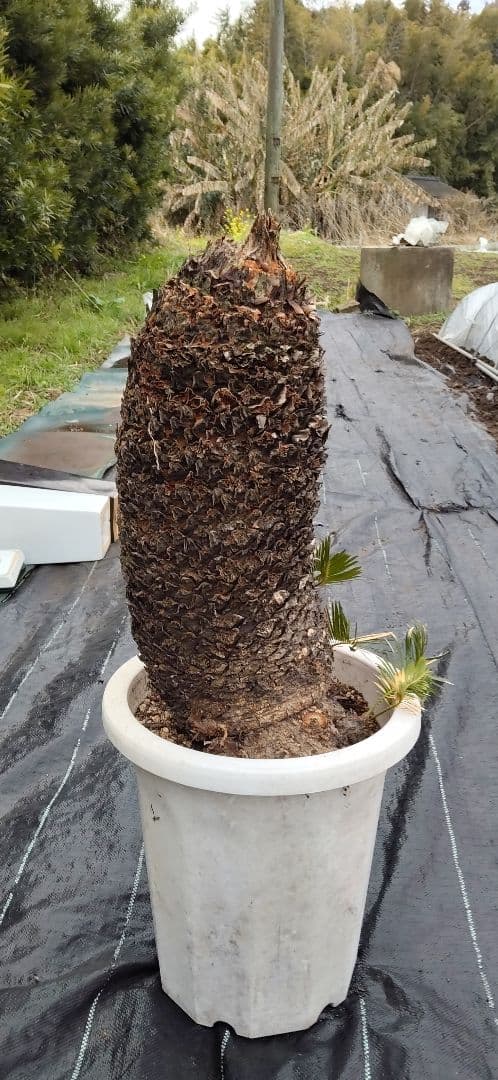 ソテツ 10号プラ鉢付き 高さ73cm程(鉢底から) 最大幹周り18cm程