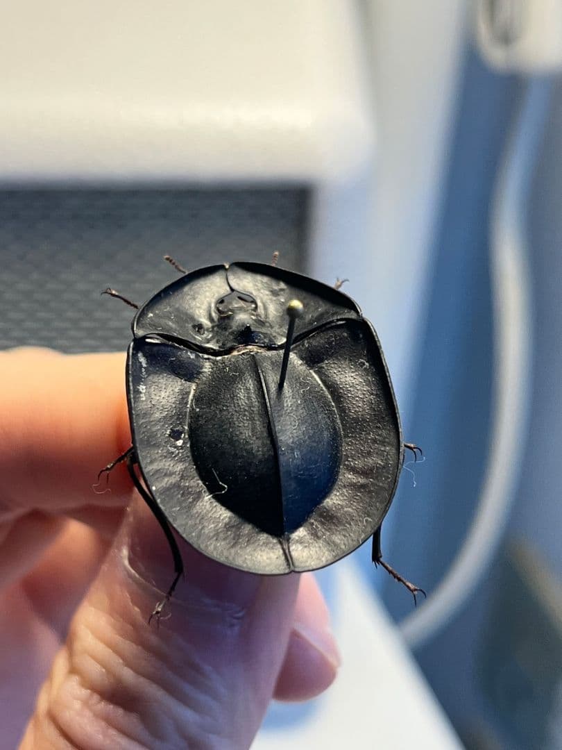 【31mm】パイザラゴミムシ 巨大 昆虫標本 標本 甲虫 オサムシ ハンミョウ