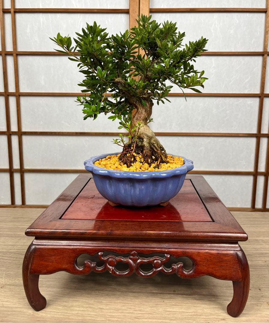 皐月 \"大盃(おおさかずき)\" 小品盆栽向け 素材