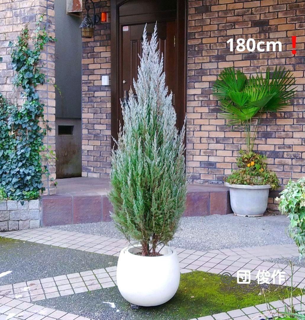 コニファー ムーングロー 180cm❗綺麗な樹形 シルバーリーフ 優良株