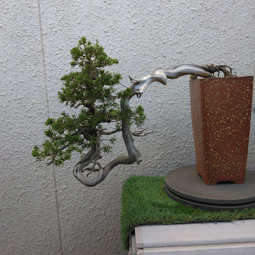 糸魚川真柏　　樹齢80～　撮影日2023,10,22日