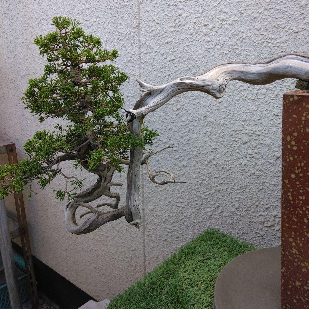 糸魚川真柏　　樹齢80～　撮影日2023,10,22日