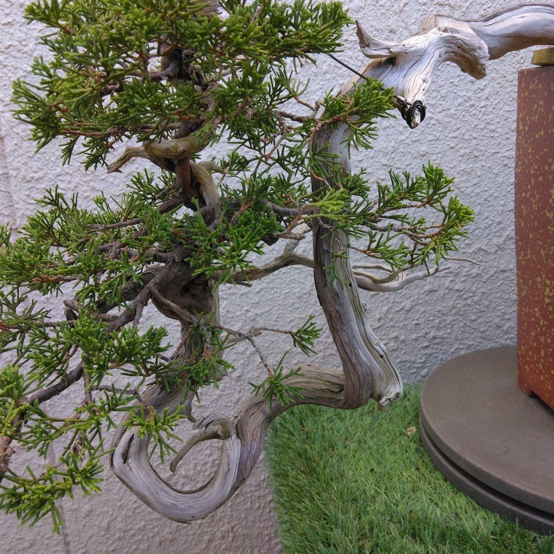 糸魚川真柏　　樹齢80～　撮影日2023,10,22日