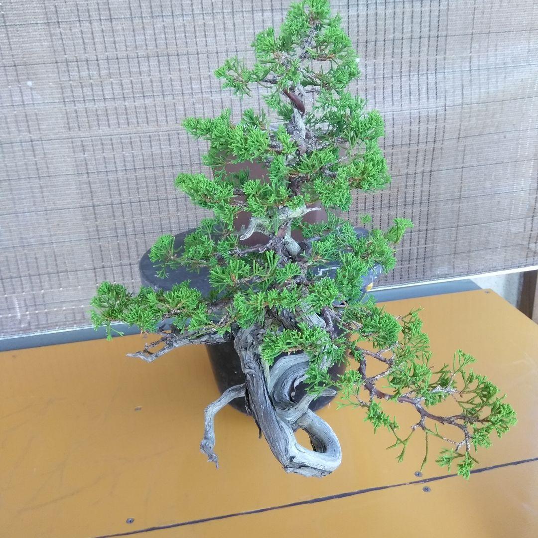 糸魚川真柏　　樹齢80～　撮影日2023,10,22日