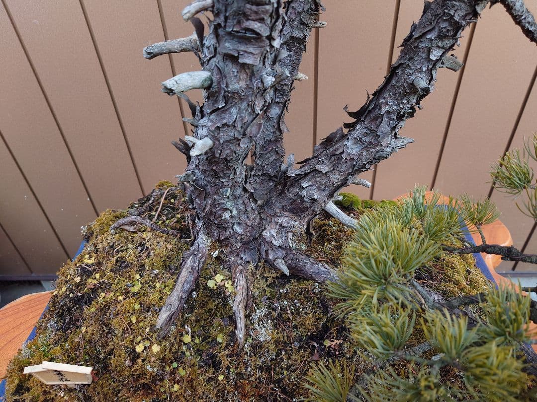 ※引取限定※　盆栽　吾妻五葉松