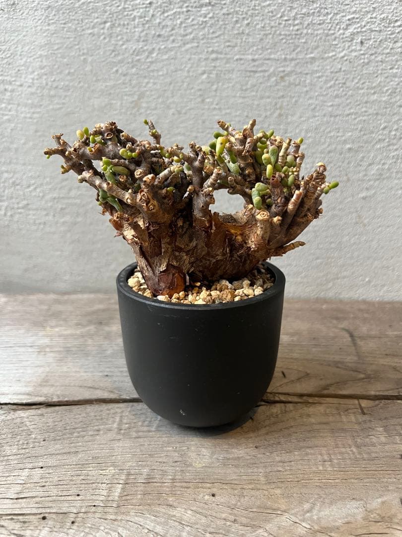 発根済　ケラリアピグマエア　ベアルート株　③