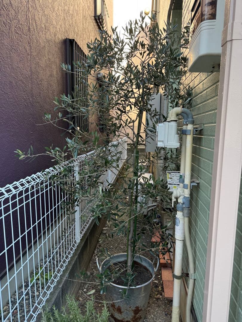 オリーブの木 約1.7メートル　枝振り良好　この大きさでは特価です！