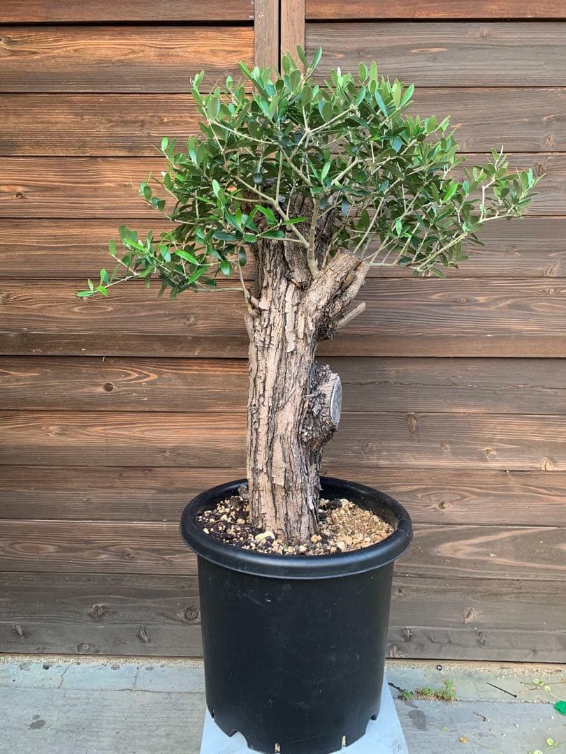 か*お様 オールドオリーブ 古木オリーブ オリーブ古木 塊根植物 太木挿し　オリ