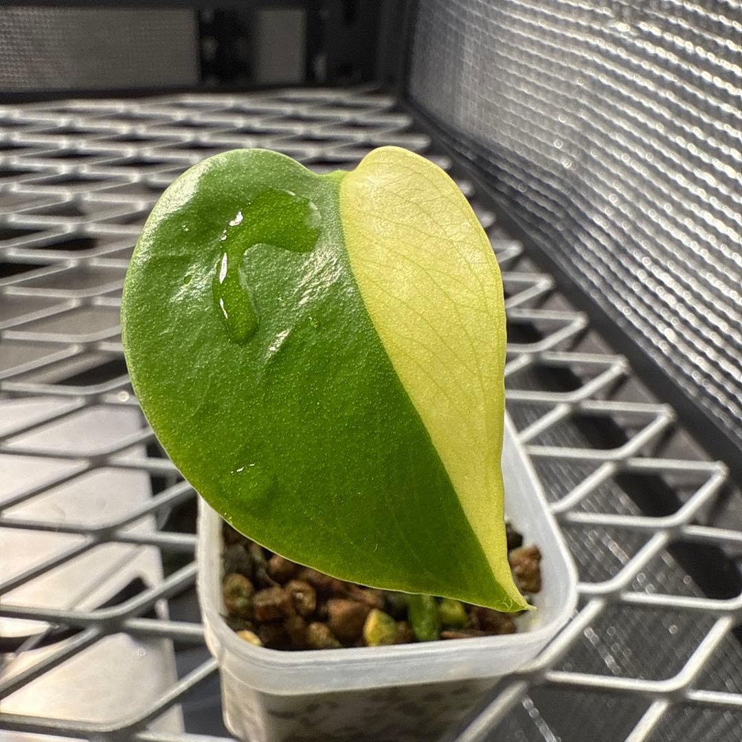 ノ*ノ様 希少 モンステラ レモンライム 斑入り