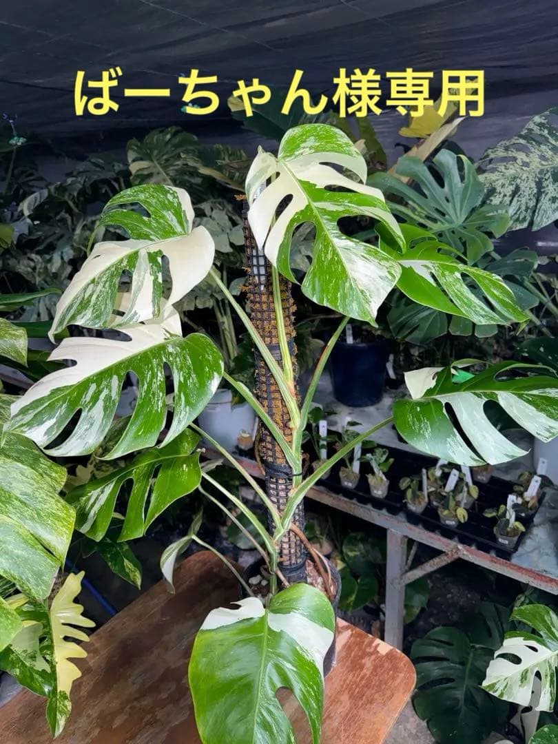 2モンステラ　ボルギシアナ　アルボ　白斑入り　鉢モスポール付き