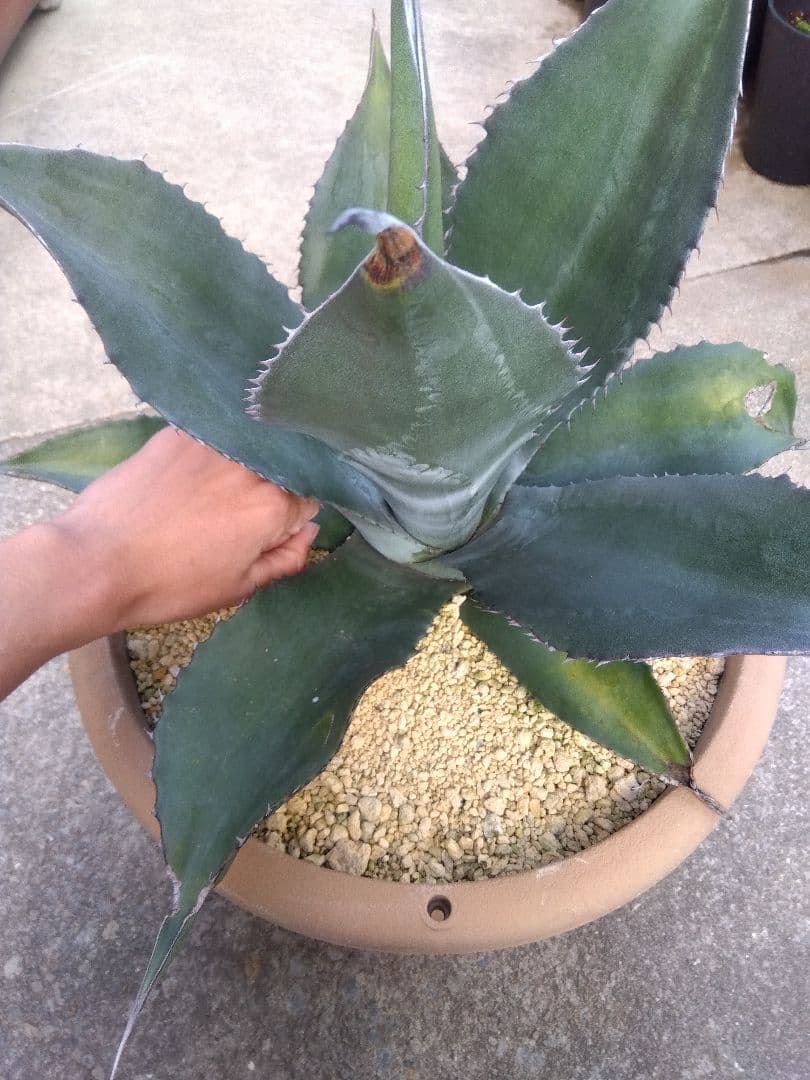 アガベ　ミラビリス　アトロビレンス　大株50センチ❗　な