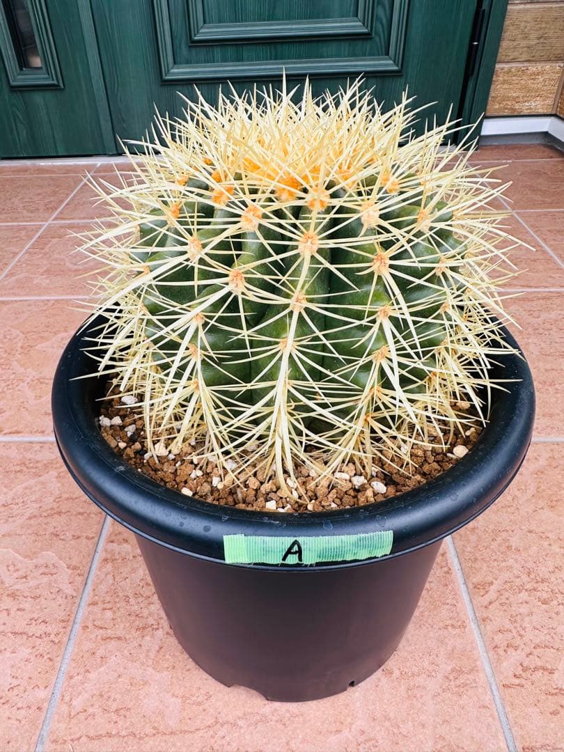 サボテン　金鯱【A】　美株　ドライガーデン　ガーデニング　オレンジ色濃いめ