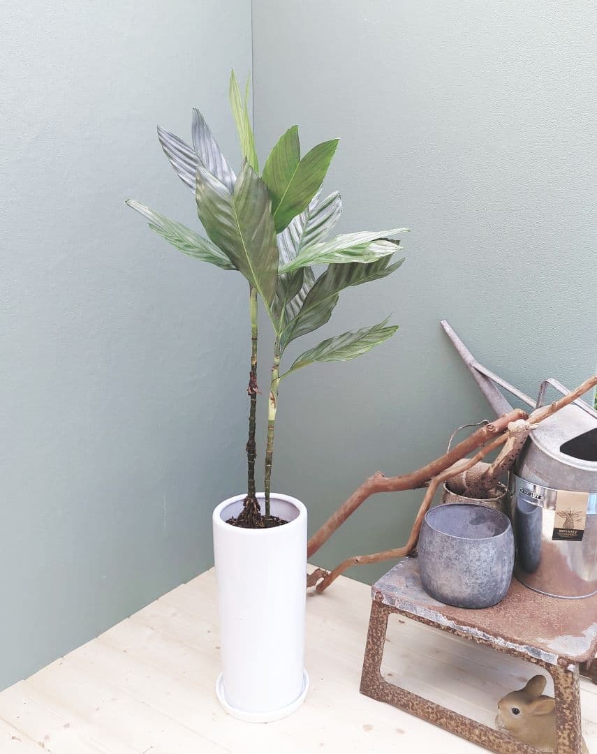 ヤシ科 メタリック (°Д°*)ッ! (現品)チャメドレア テネラ スマート