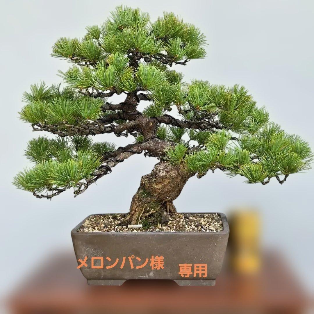 五葉松　[模様木]　中品盆栽