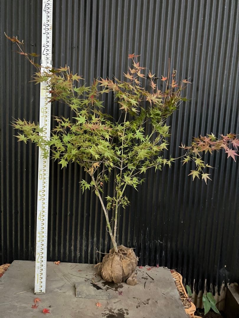 山採り　イロハモミジ