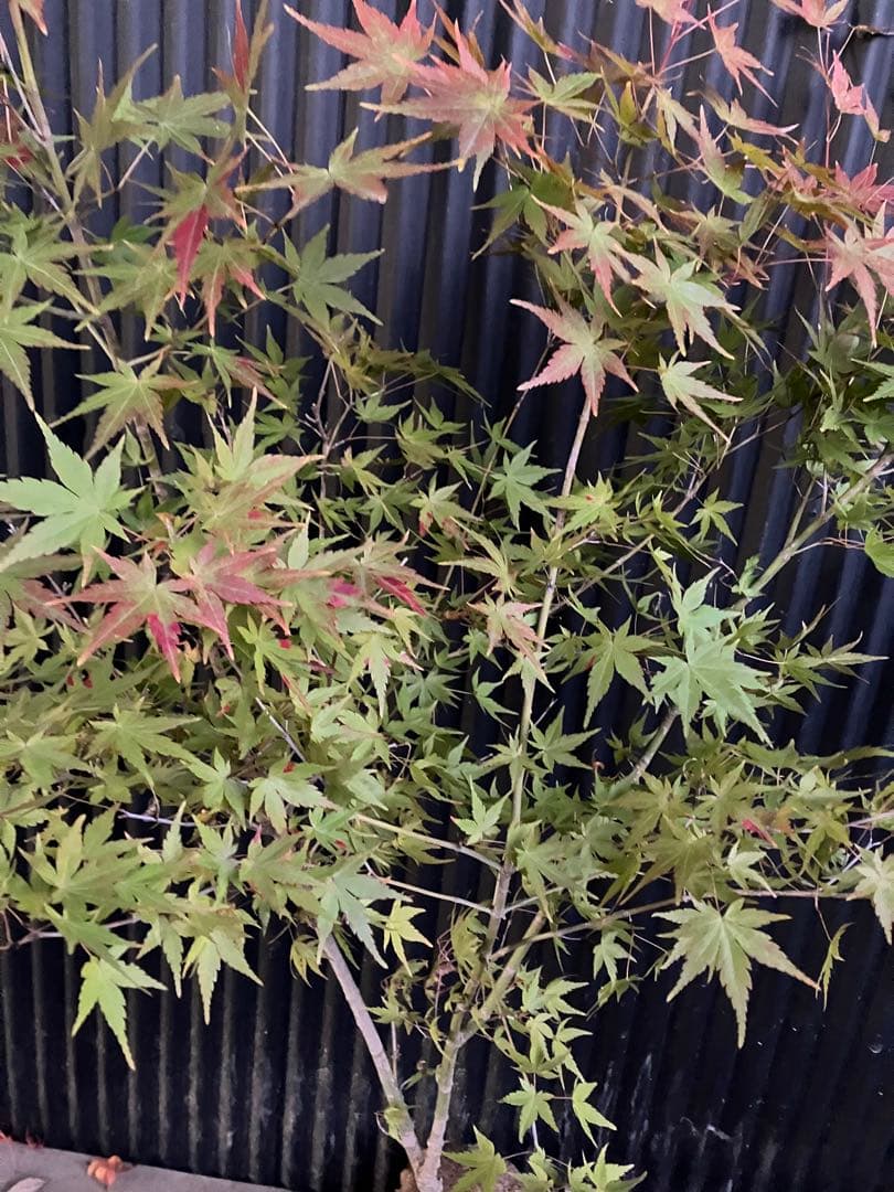 山採り　イロハモミジ