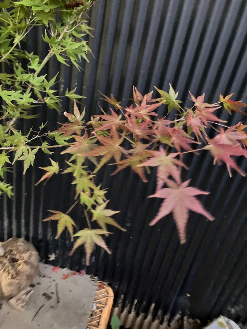 山採り　イロハモミジ