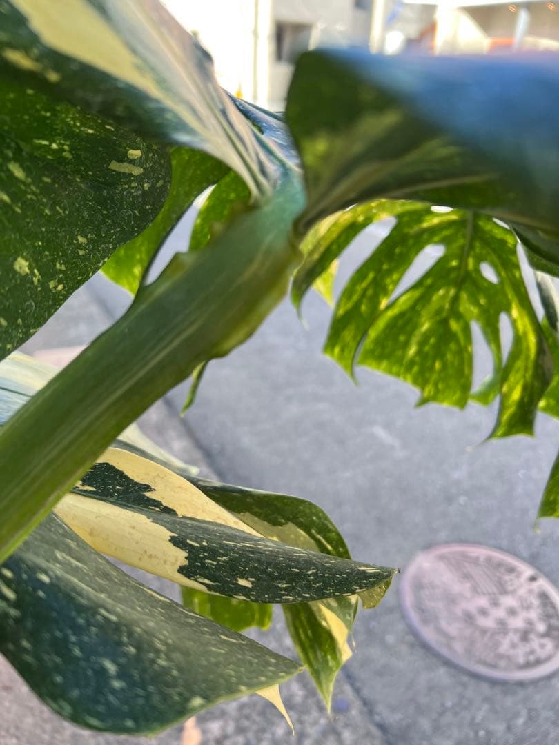 た*き様 今回は送料込み　モンステラ斑入り（イエローモンスター）