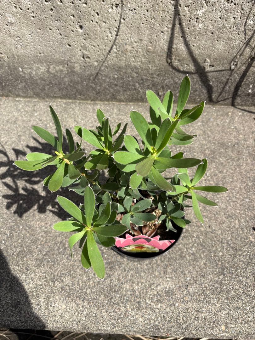 冬季の為、出品停止中☆3500サマーサン☆リューカデンドロン