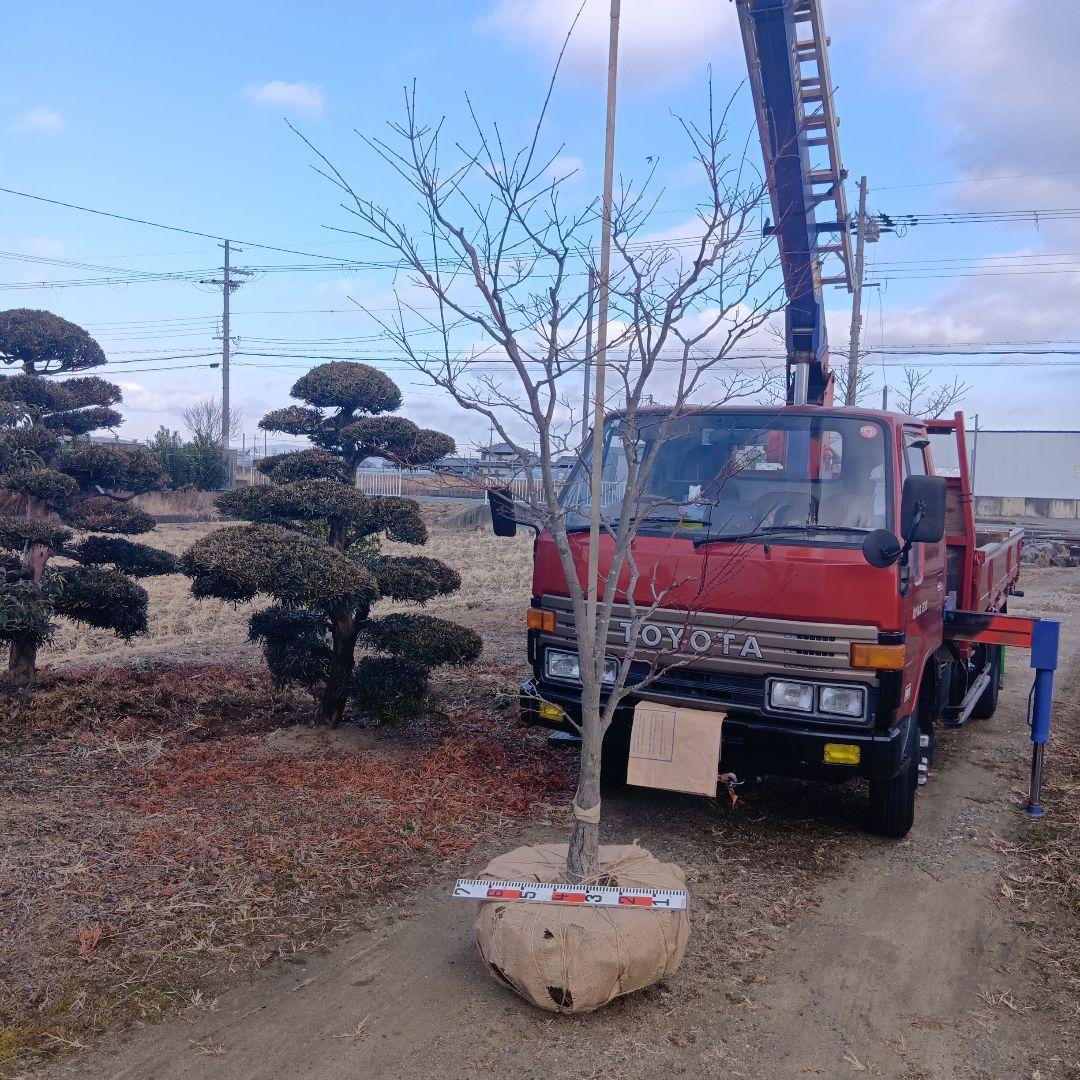 （投げ売り品）野村モミジ（中型サイズ株）シンボルツリー用