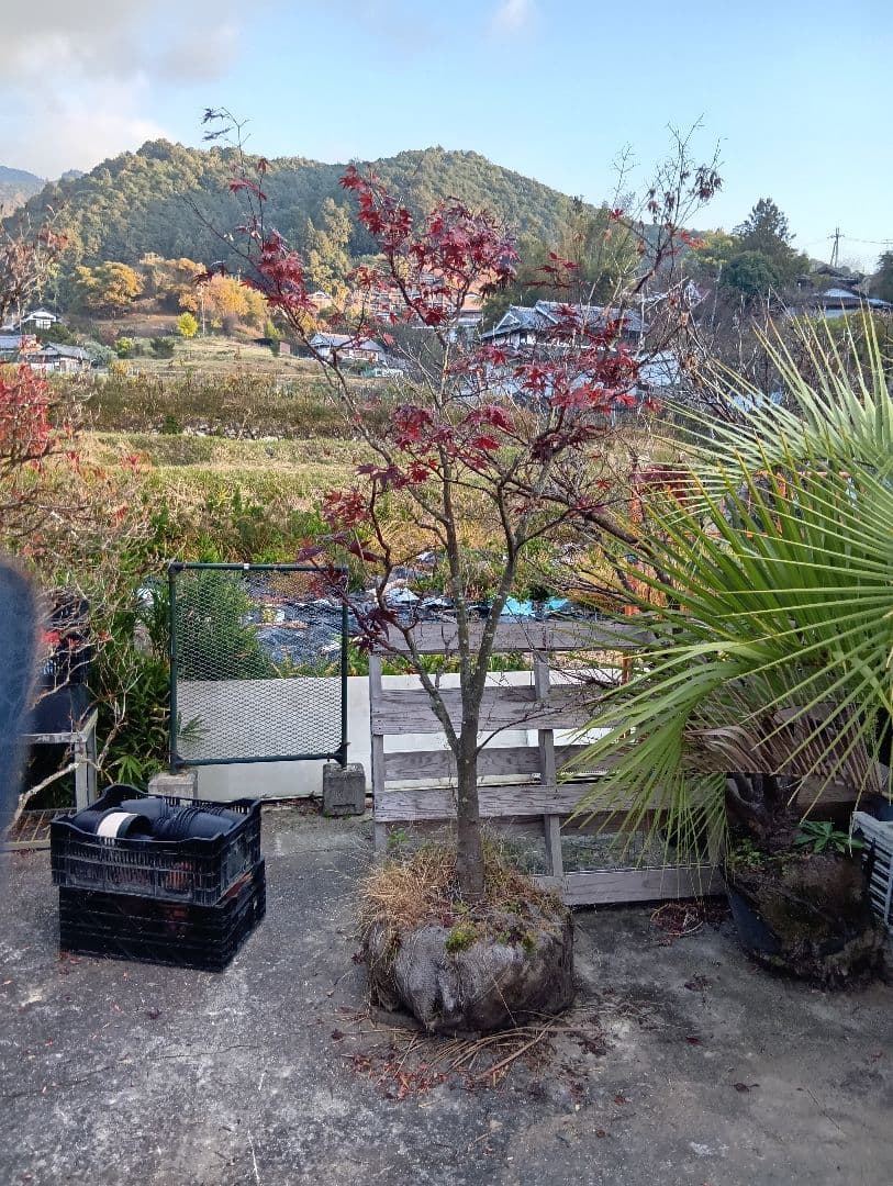 （投げ売り品）野村モミジ（中型サイズ株）シンボルツリー用