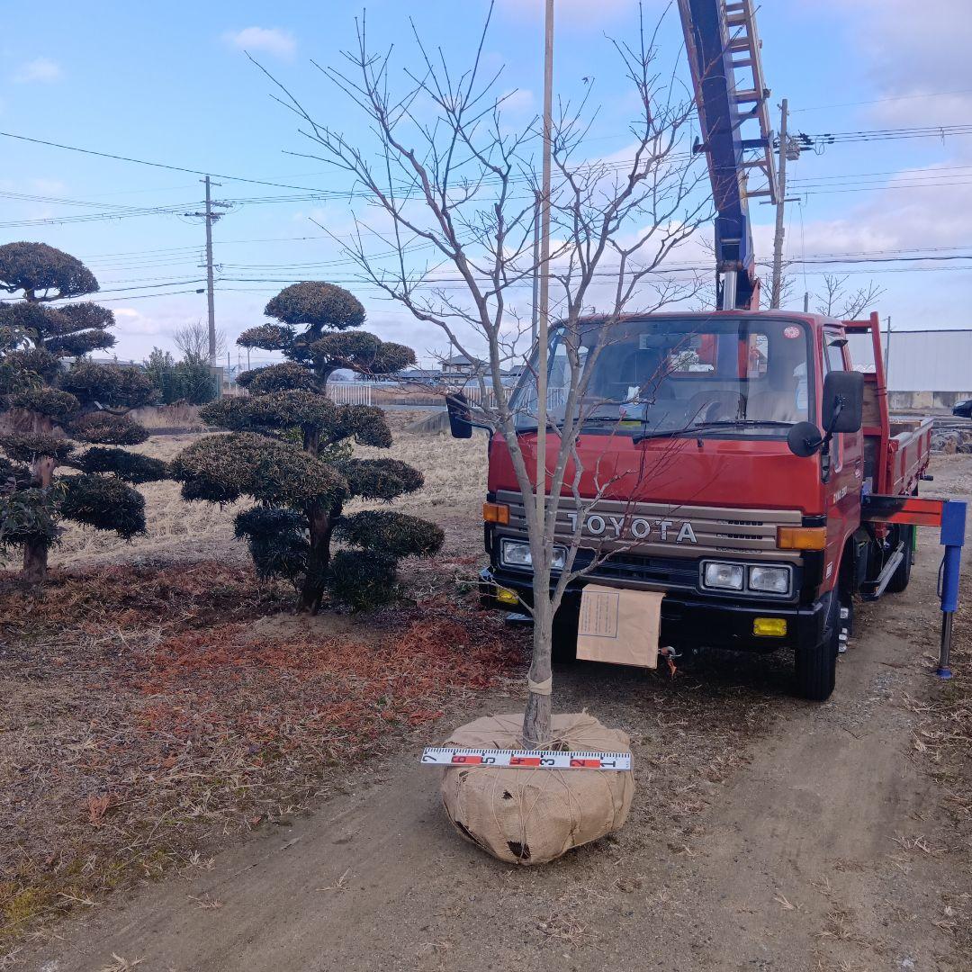 （投げ売り品）野村モミジ（中型サイズ株）シンボルツリー用
