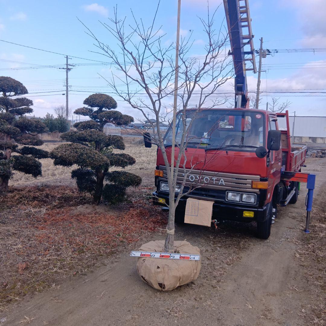 （投げ売り品）野村モミジ（中型サイズ株）シンボルツリー用