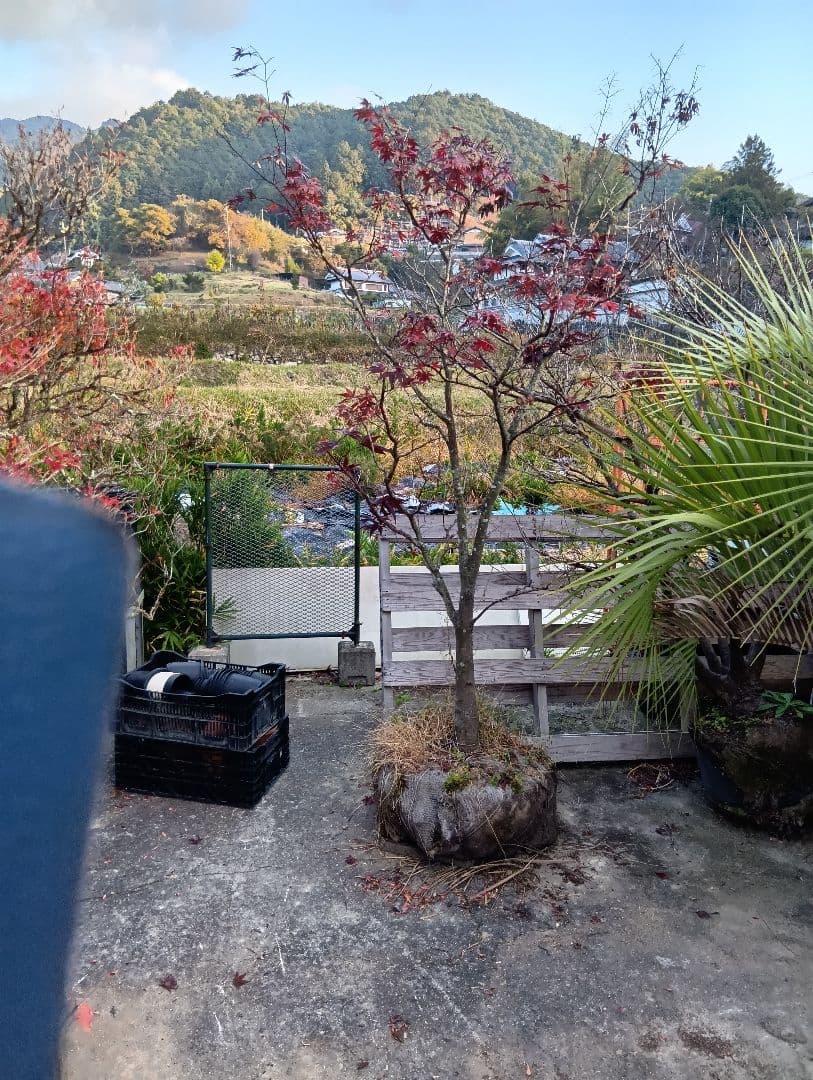 （投げ売り品）野村モミジ（中型サイズ株）シンボルツリー用