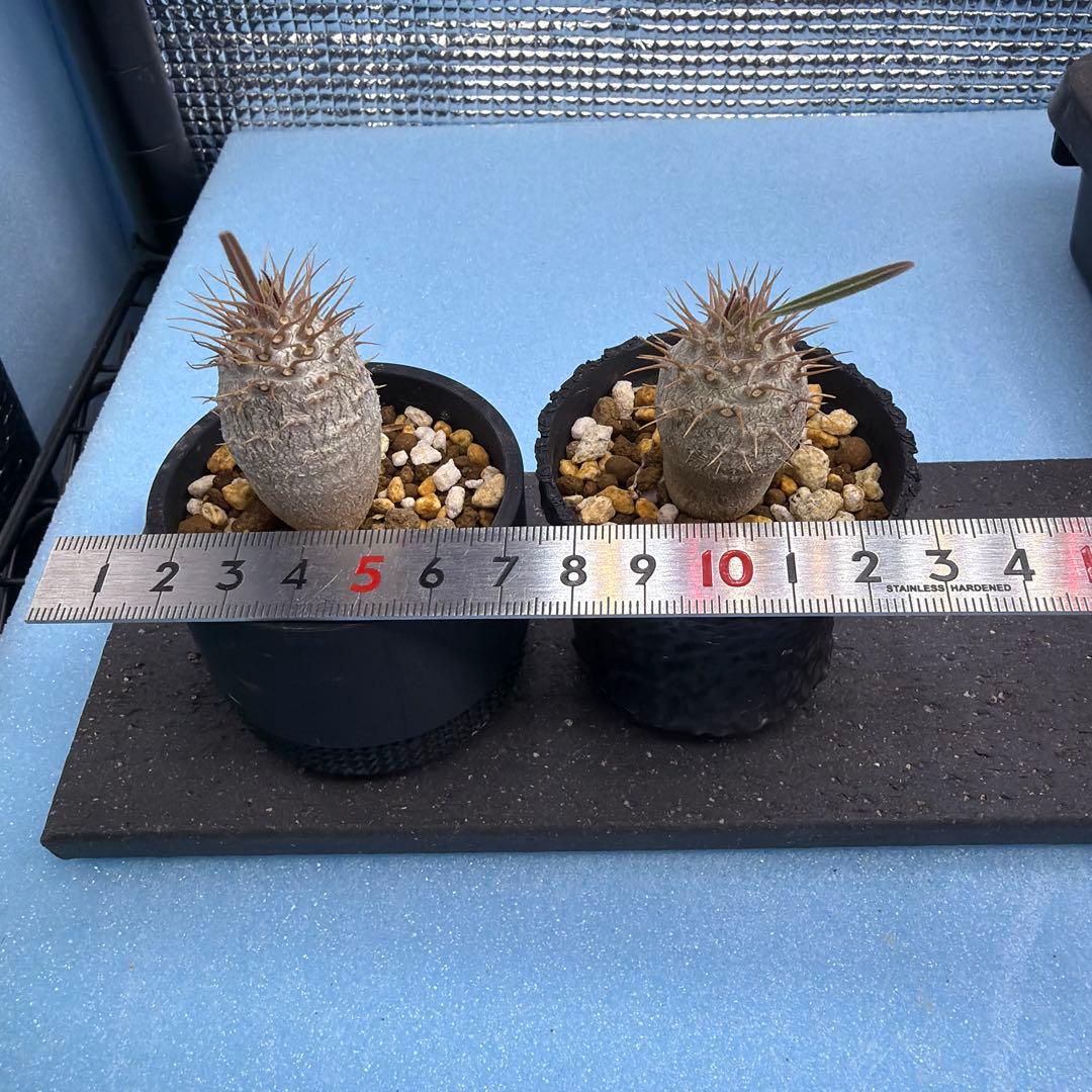 グラキリス　実生18 5株セット