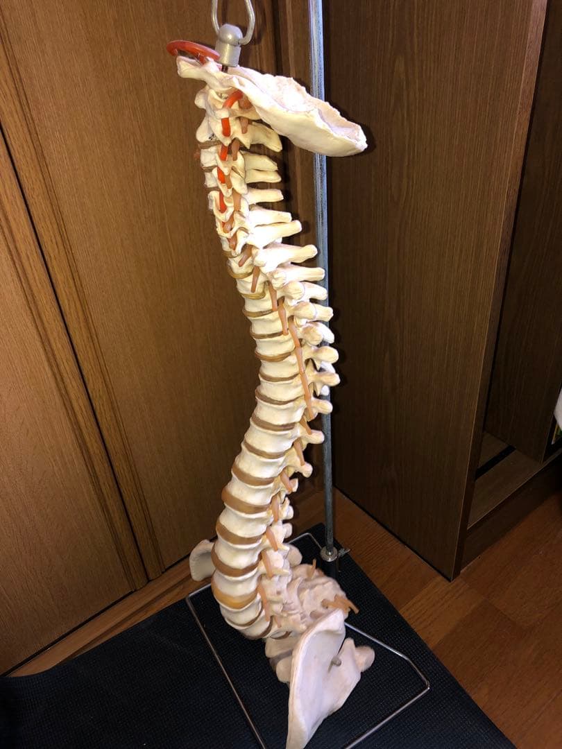 背骨　骨模型　スタンド付き