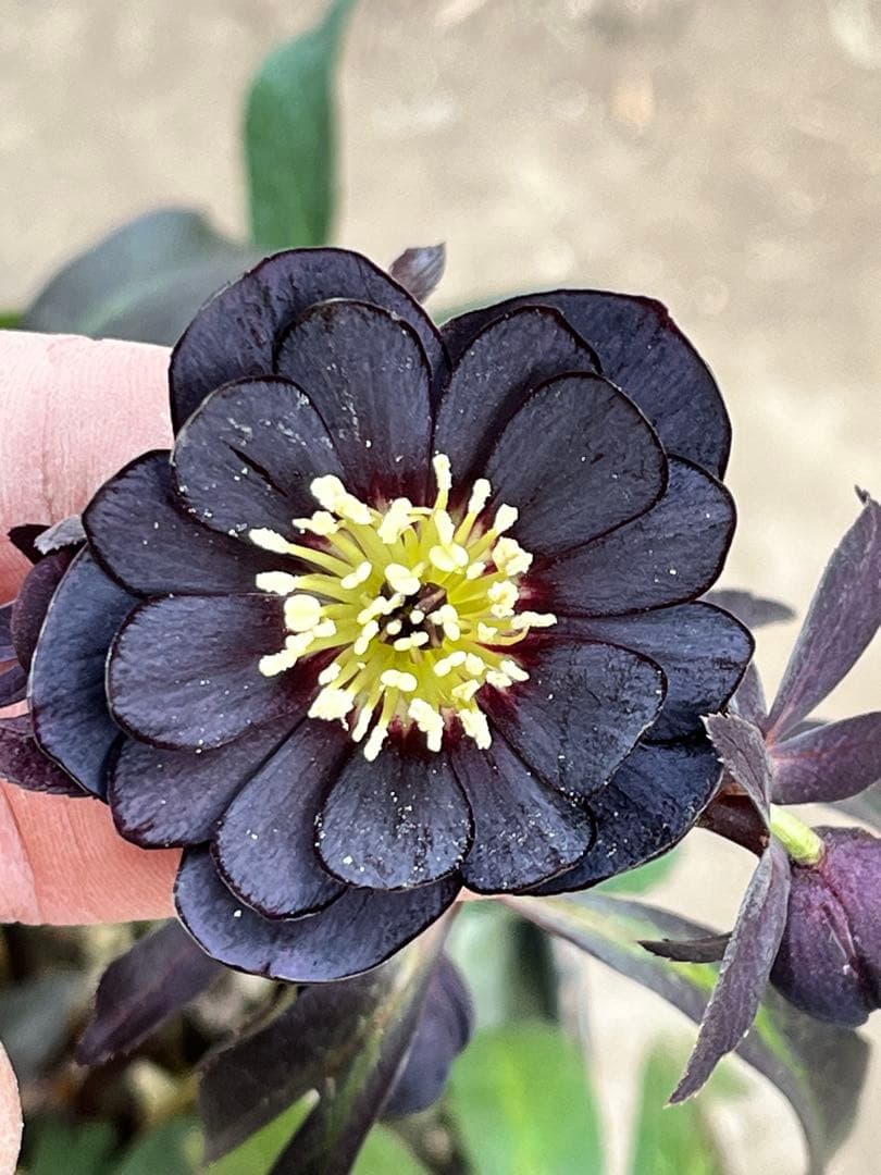 クリスマスローズ　写楽 dd