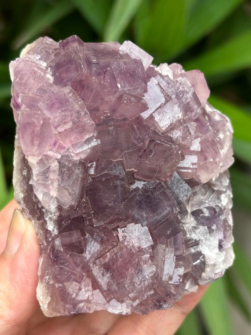 中国安徽省フローライト原石437g ピンクパープルカラー 可愛い　天然石