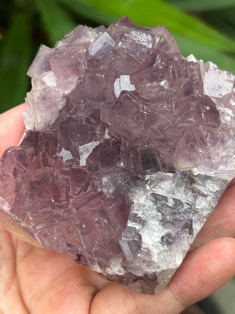 中国安徽省フローライト原石437g ピンクパープルカラー 可愛い　天然石