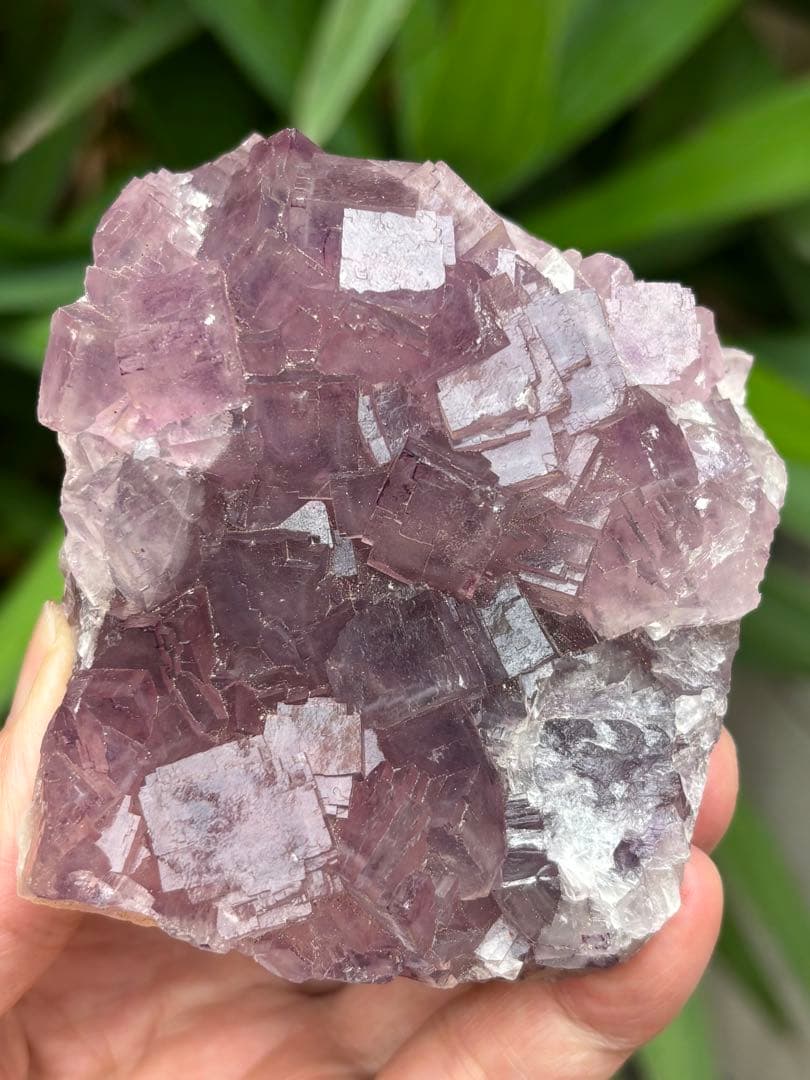 中国安徽省フローライト原石437g ピンクパープルカラー 可愛い　天然石