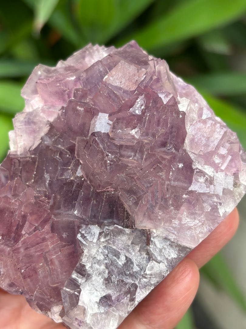 中国安徽省フローライト原石437g ピンクパープルカラー 可愛い　天然石