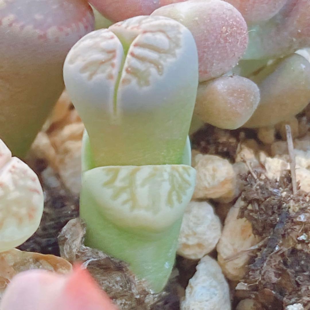 匿名配送♡レア♡ 多肉植物　リトープス　おばけ　3面　極美苗♡