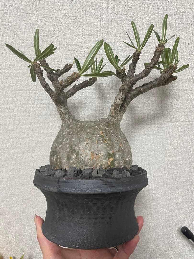 コレクション株 超良型 大株 現地球 パキポディウムグラキリス 山中勇人 y鉢付