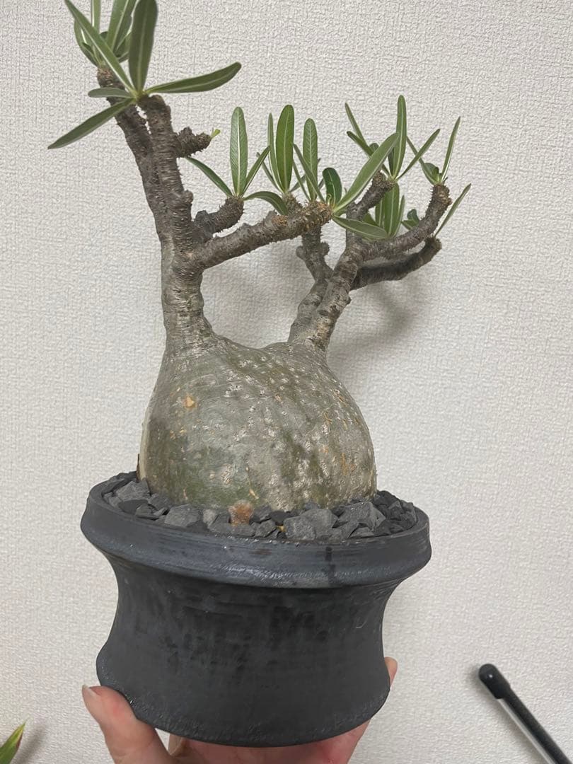 コレクション株 超良型 大株 現地球 パキポディウムグラキリス 山中勇人 y鉢付