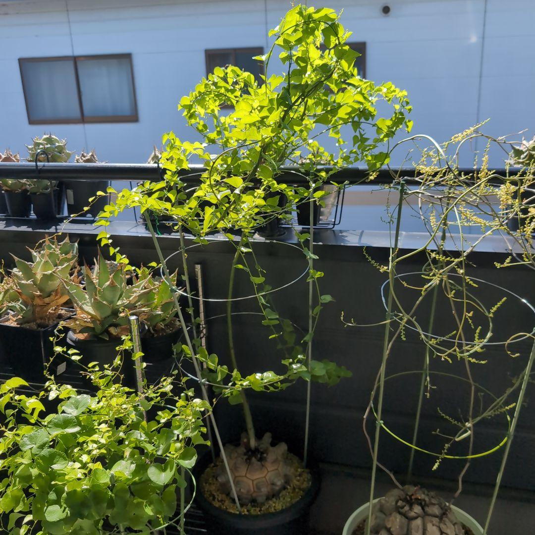 丸型美株12号鉢アフリカ亀甲竜　ディオスコレア　エレファンティペス　塊根約24㌢