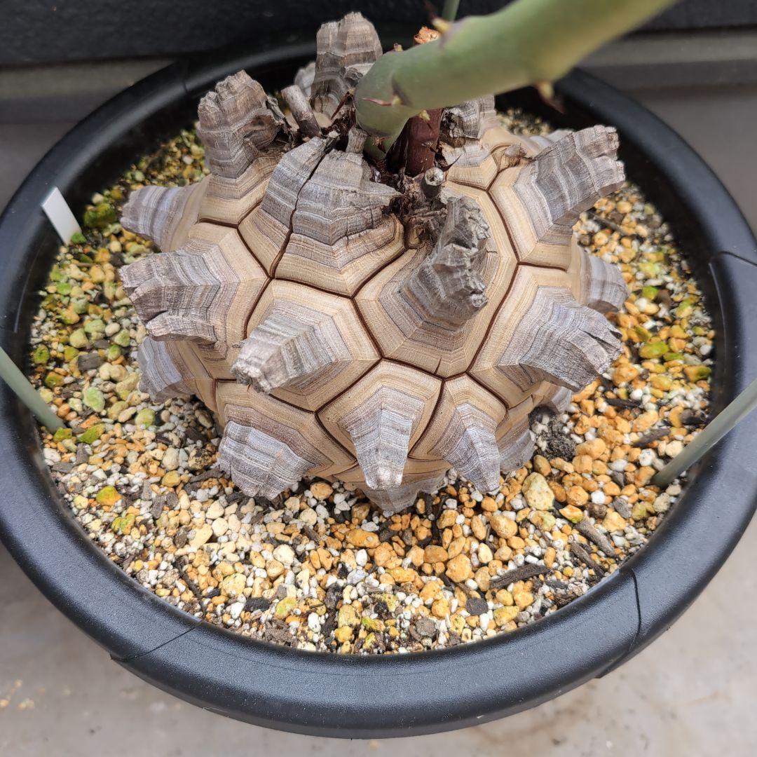 丸型美株12号鉢アフリカ亀甲竜　ディオスコレア　エレファンティペス　塊根約24㌢