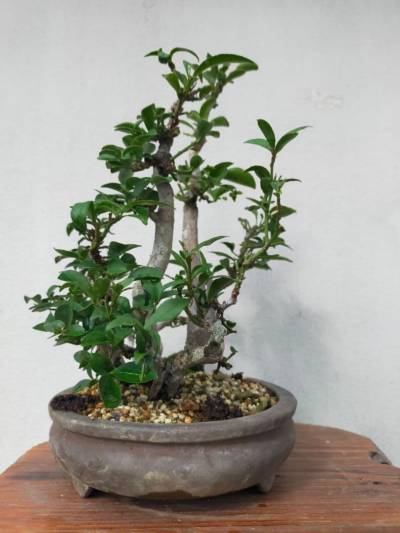 小真弓盆栽。寄せ植え９本。