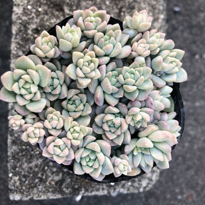 多肉植物✩.*˚プロリフェラ 抜き苗