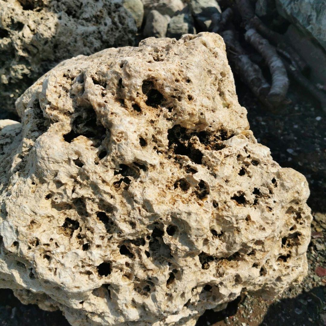 サンゴ石　94キロ　庭石　石　鑑賞石 石材　庭　ガーデニング　置物